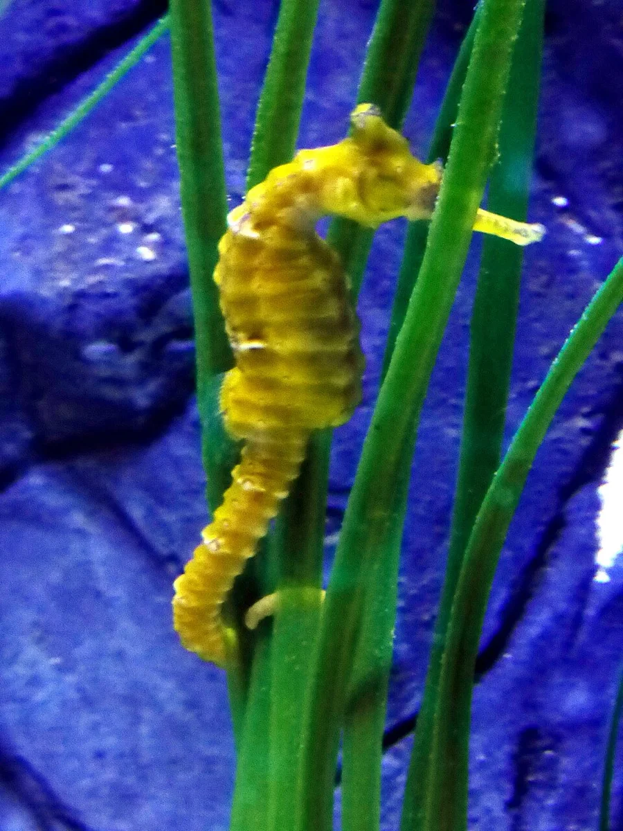Tiger-Tail Seahorse