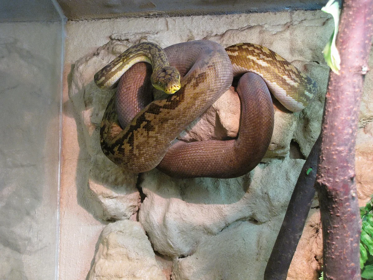Timor Python