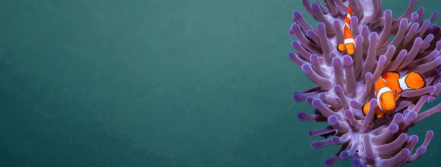 Tomato clownfish — Gulfarium Marine Adventure Park