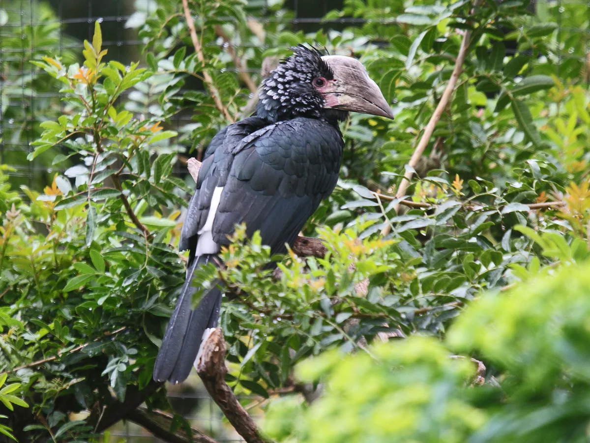 Trumpeter Hornbill