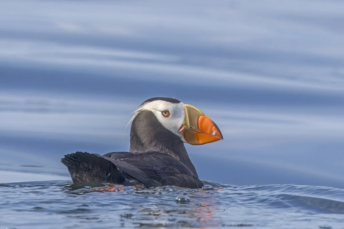 Tufted Puffin