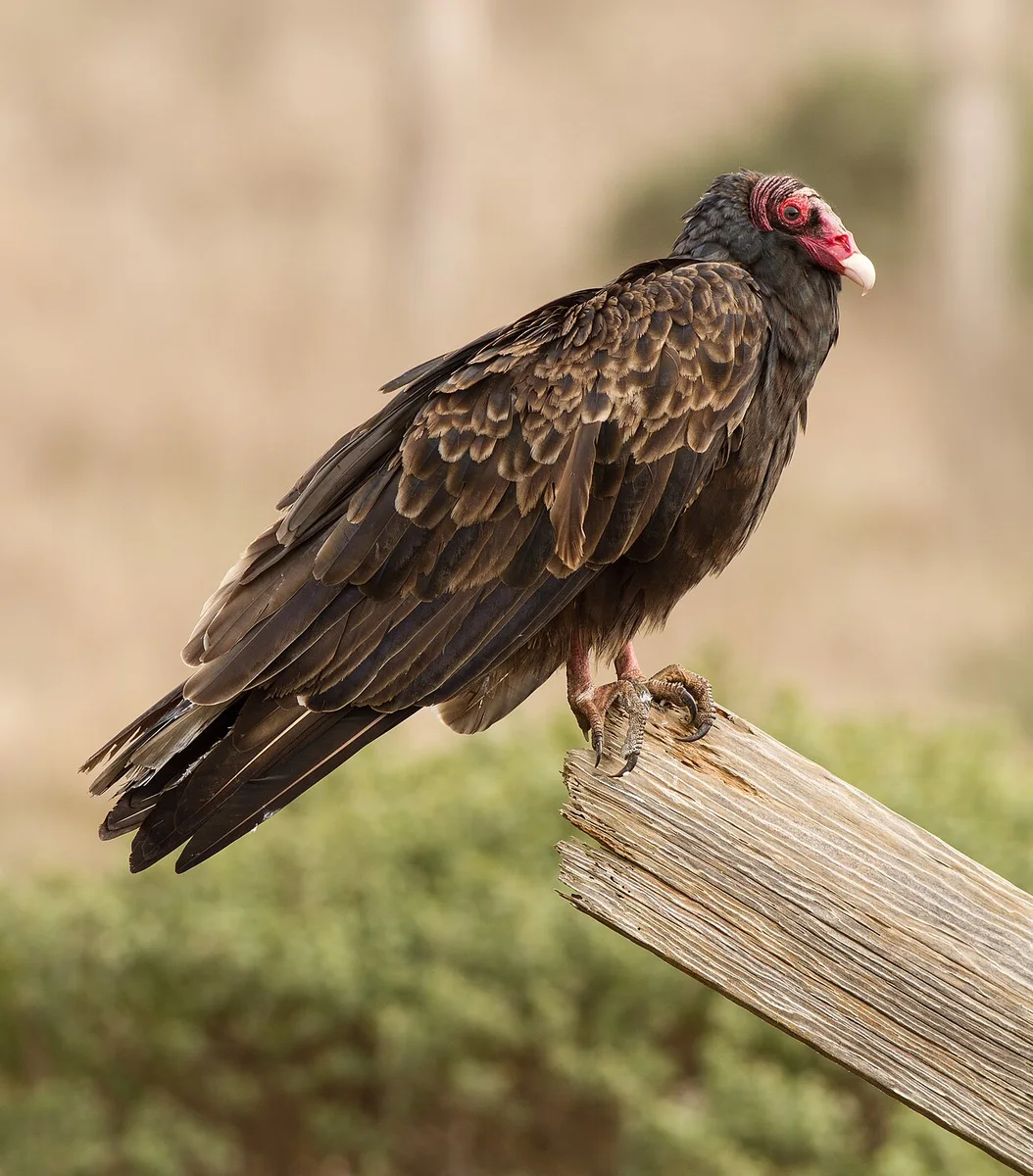Turkey Vulture