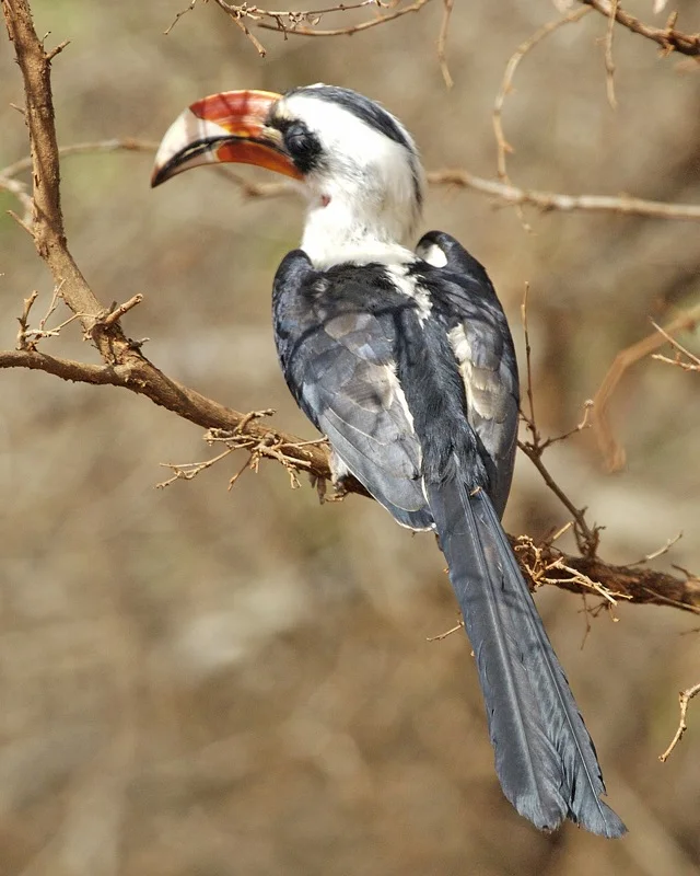 Von Der Decken's Hornbill