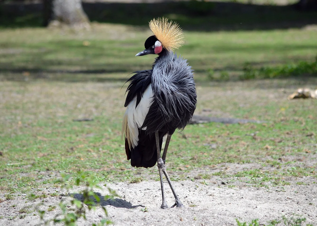 Western Black Crowned Crane