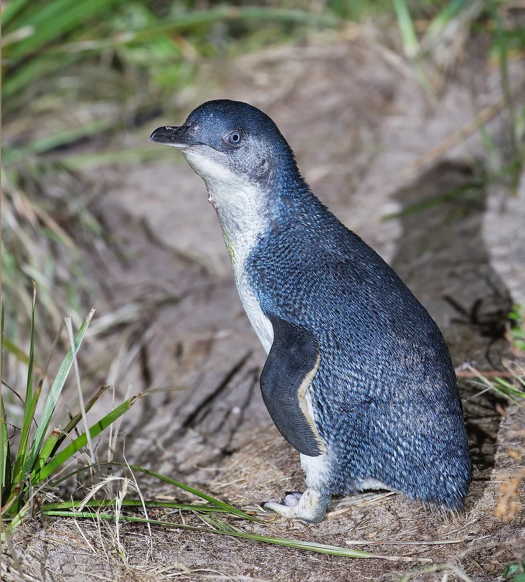 Western Little Penguin