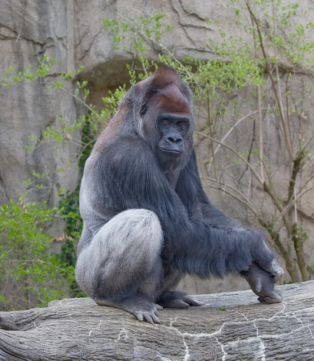 Western Lowland Gorilla