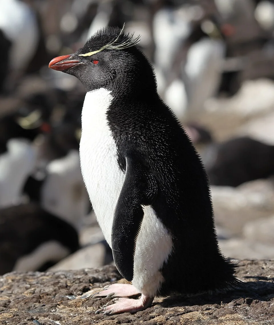 Western Rockhopper Penguin
