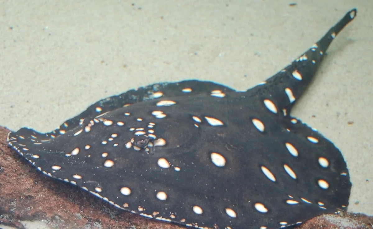 White-Blotched River Stingray