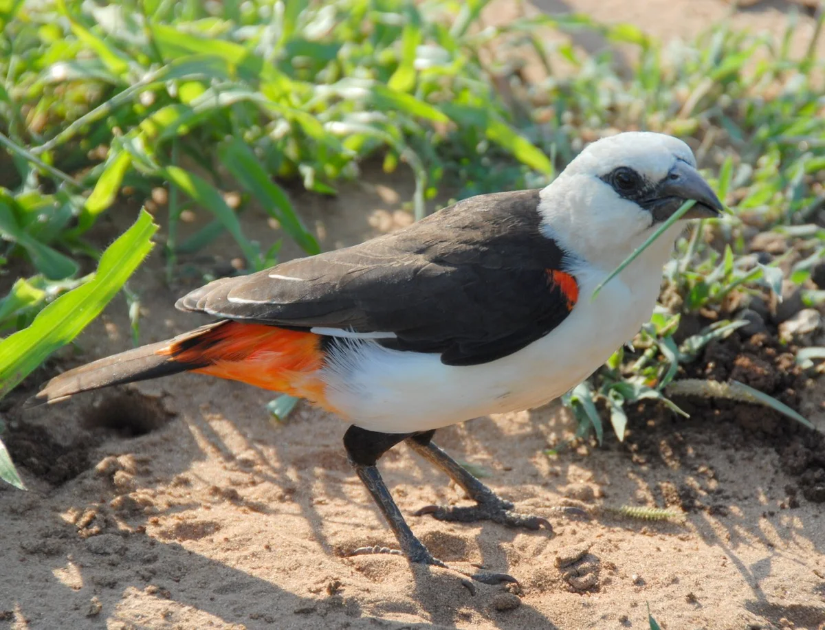 White-Headed Buffalo-Weaver