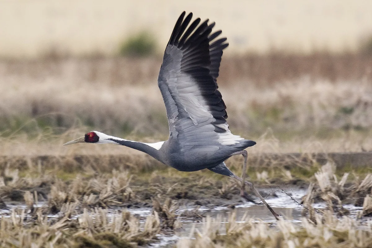 White-Naped Crane