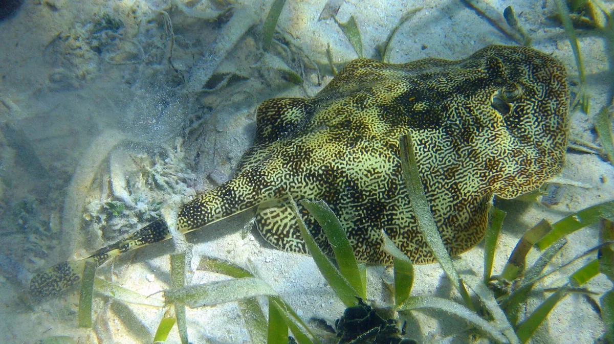 Yellow Stingray