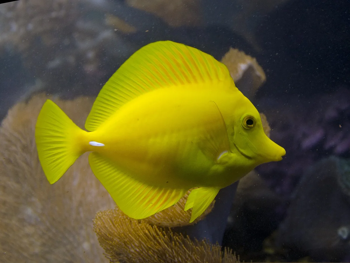 Yellow Tang