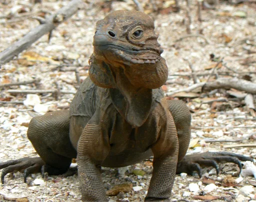 Hispaniolan Rhinoceros Iguana — featured animal