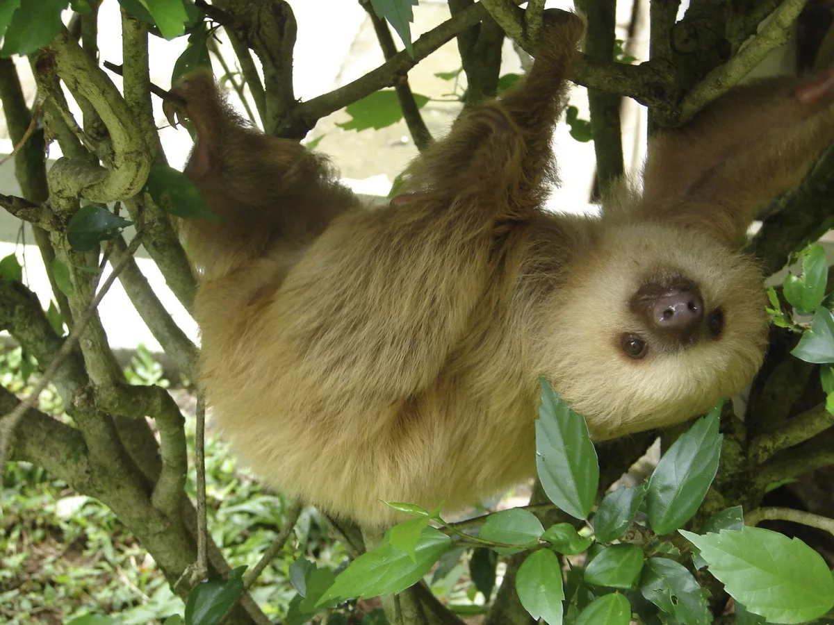 Hoffmann's Two-Toed Sloth