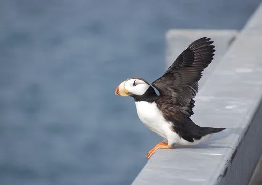 Horned Puffin — featured animal
