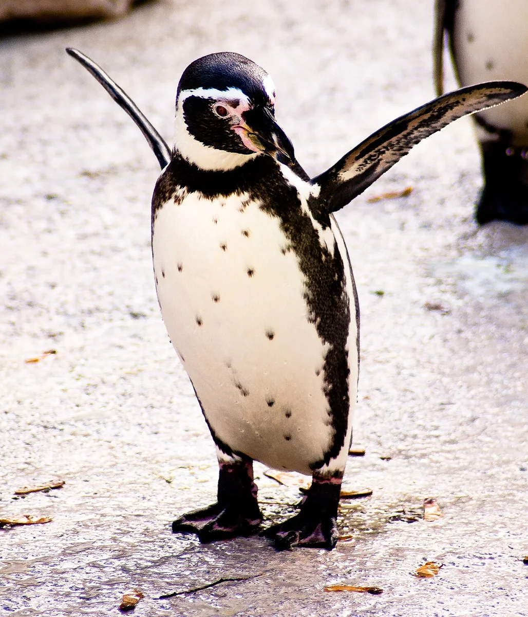 Humboldt Penguin