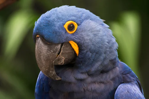 Hyacinth Macaw — featured animal