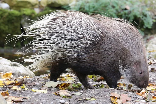 Indian Crested Porcupine — featured animal