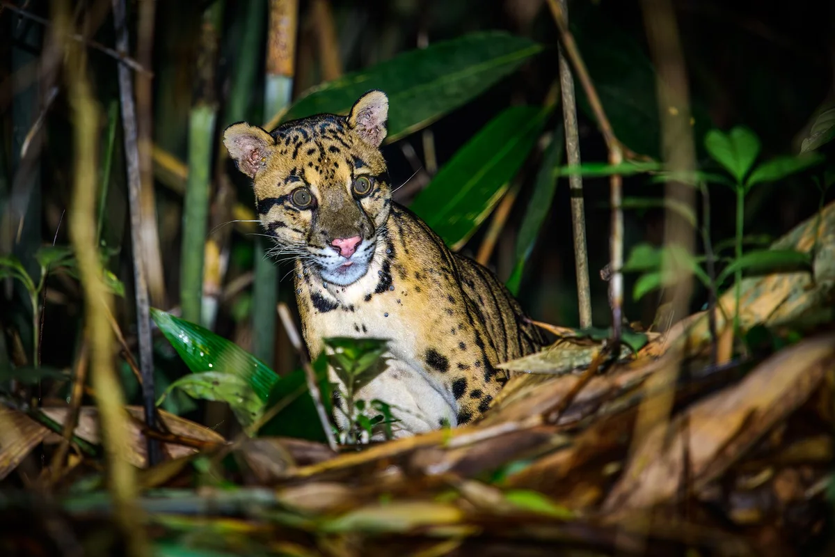 Indochinese Clouded Leopard