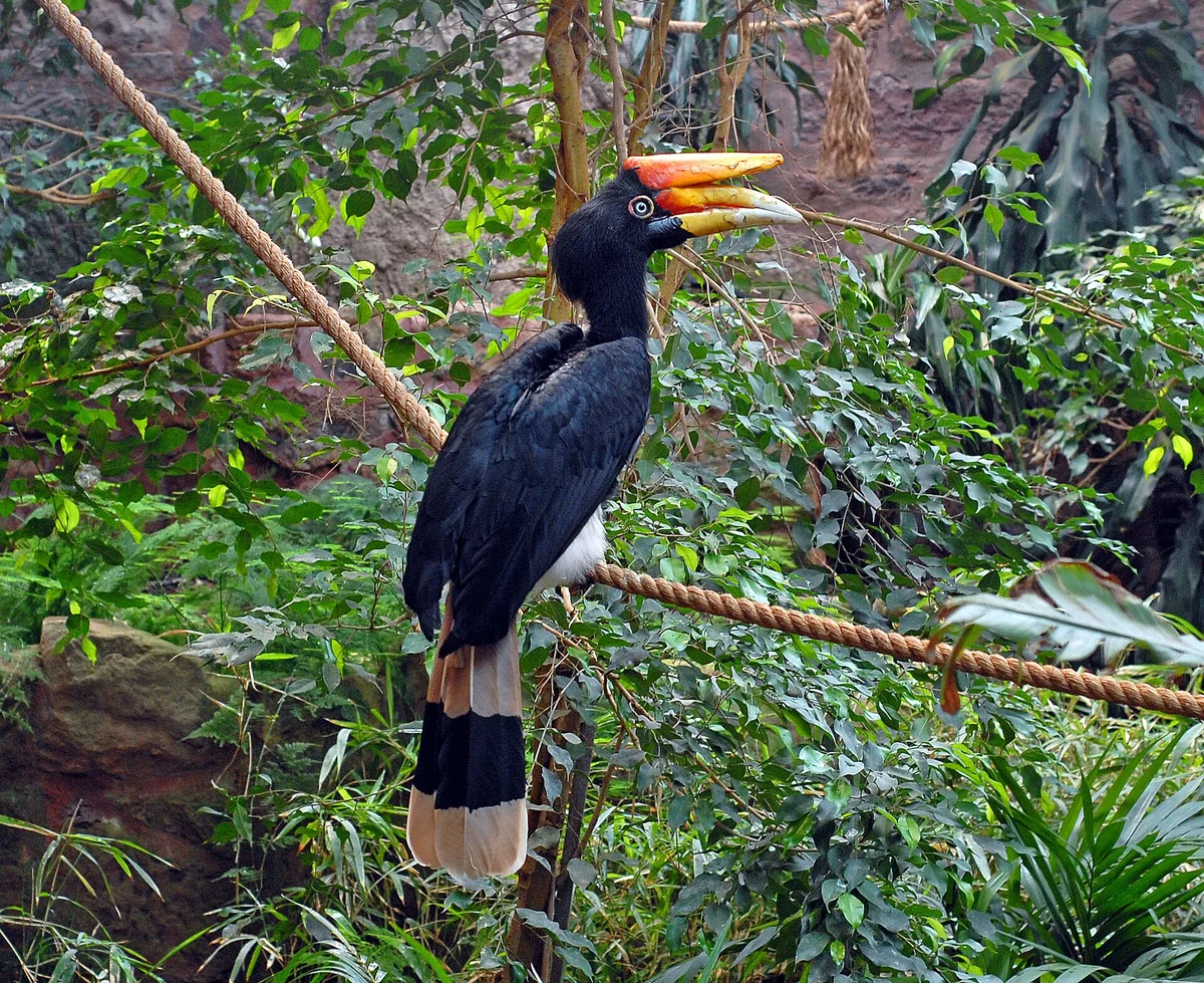 Javan Rhinoceros Hornbill