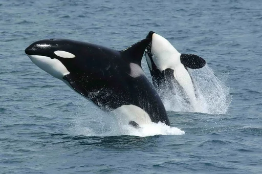 Killer Whale — featured animal