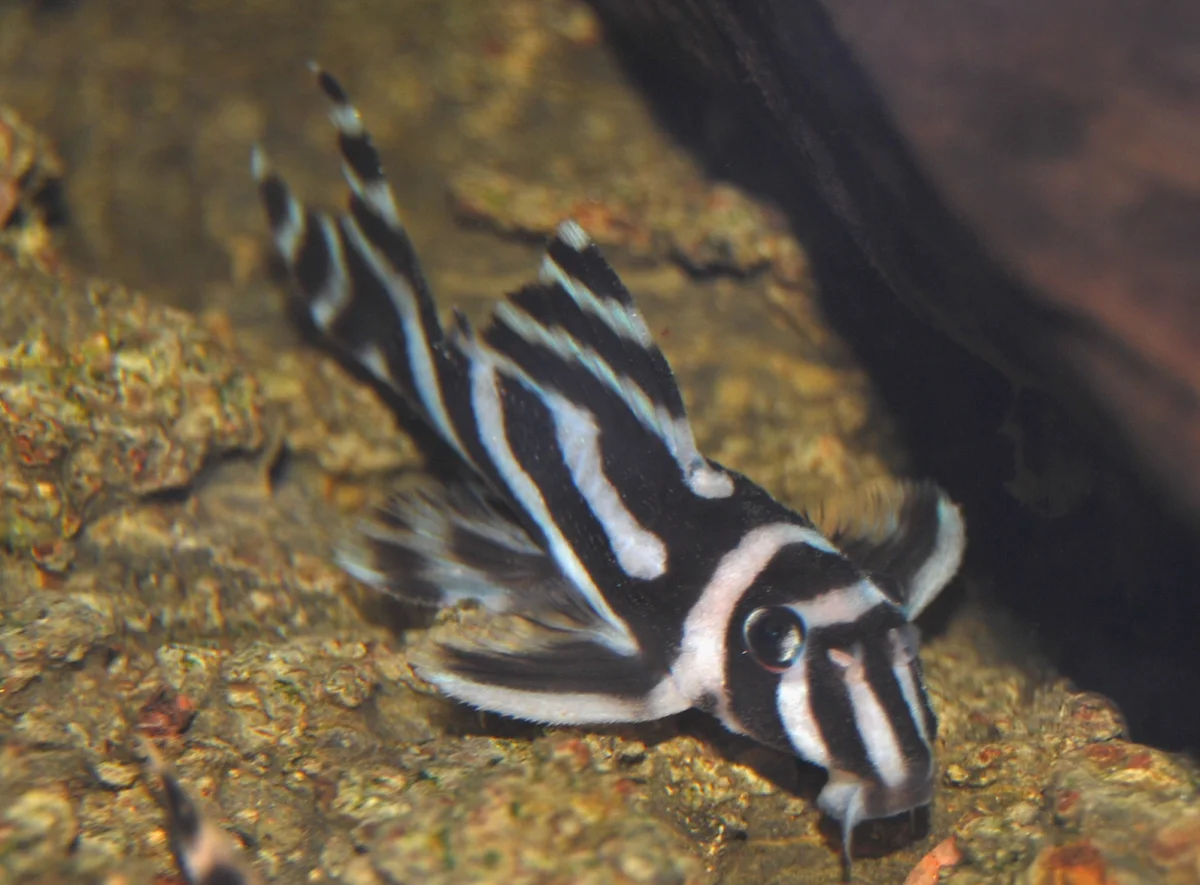 King Tiger Pleco