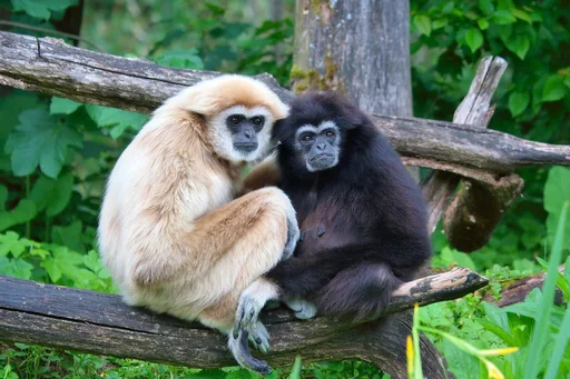 Lar Gibbon — featured animal