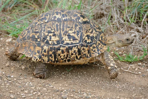 Leopard Tortoise — featured animal