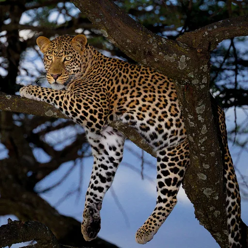 Leopard — featured animal