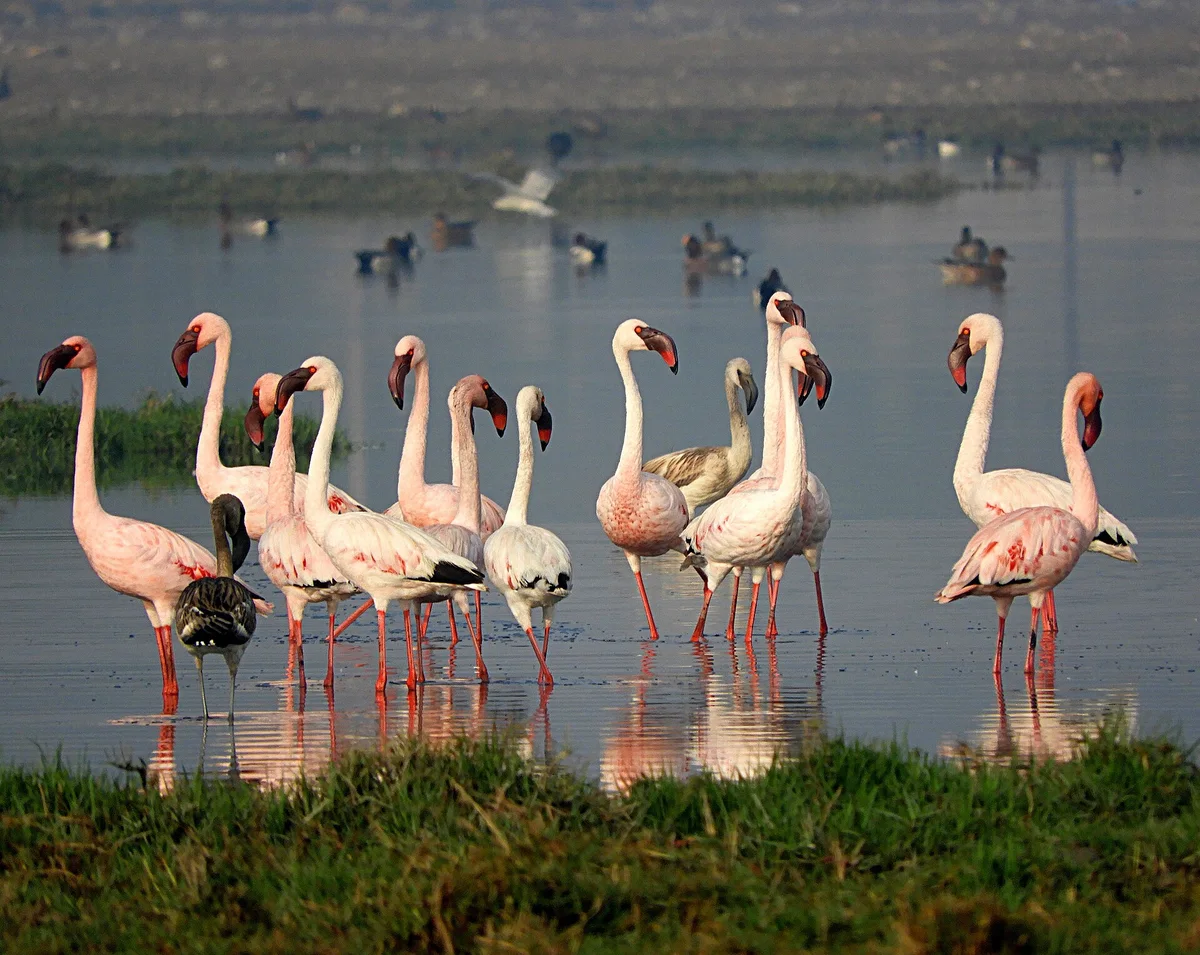 Lesser Flamingo