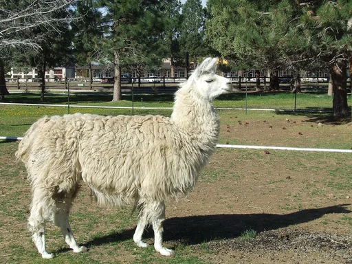 Llama — featured animal
