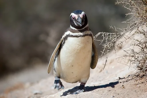 Magellanic Penguin — featured animal