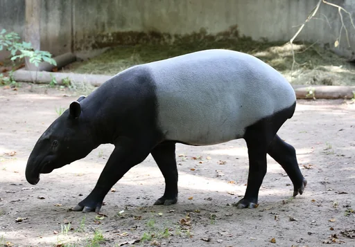 Malayan Tapir — featured animal