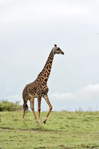 Masai Giraffe