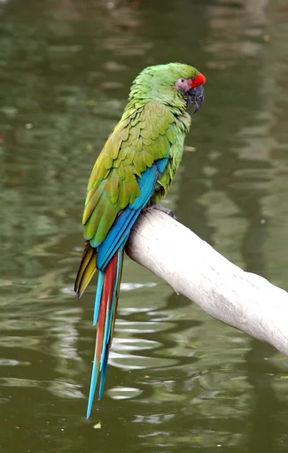 Military Macaw — featured animal