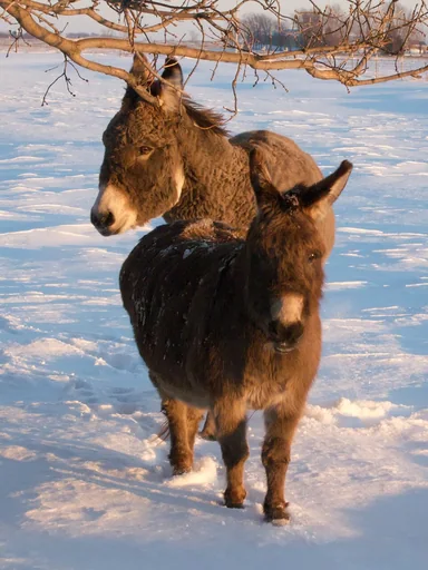 Miniature Donkey — featured animal