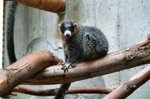 Lemurs at Lehigh Valley Zoo