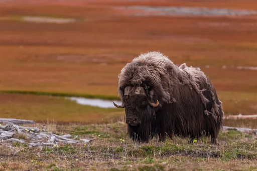 Musk Ox — featured animal