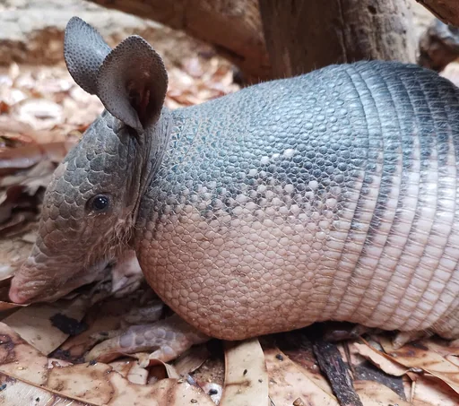 Nine-Banded Armadillo — featured animal