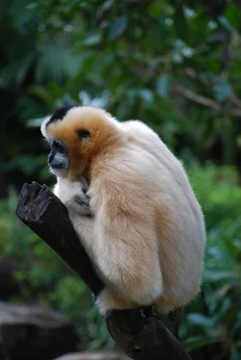 Gibbons at Gibbon Conservation Center