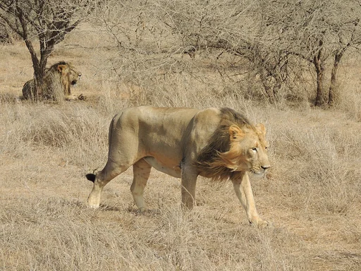 Nubian Lion