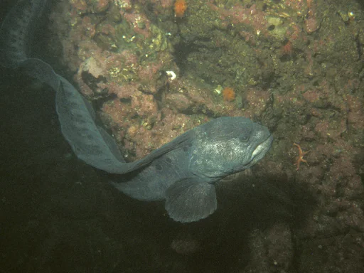 Ocellated Wolf-Eel — featured animal