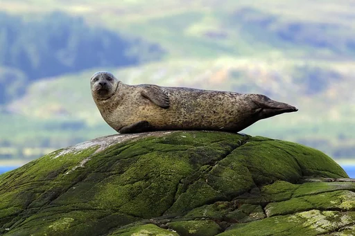 Pacific Harbour Seal — featured animal