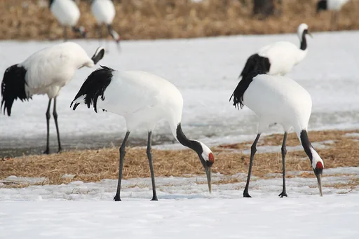Red-Crowned Crane — featured animal