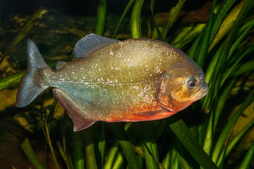 Red Piranha — featured animal