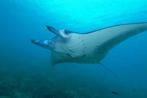 Reef Manta