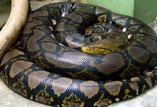 Reticulated Python — featured animal