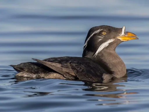 Rhinoceros Auklet — featured animal