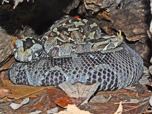 Rhinoceros Viper — featured animal