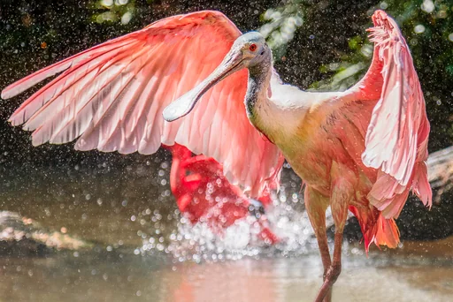 Roseate Spoonbill — featured animal